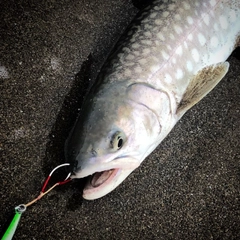 ウミアメの釣果