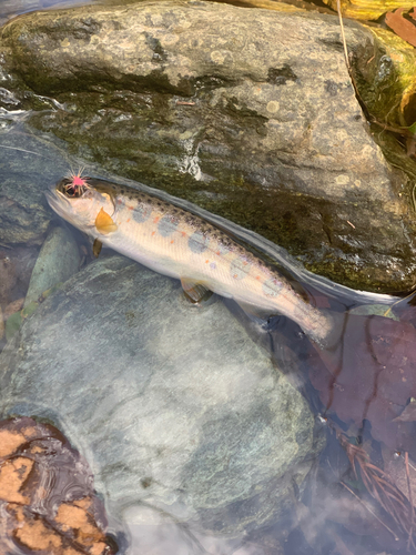 アマゴの釣果