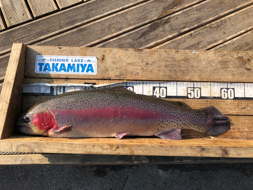 トラウトの釣果