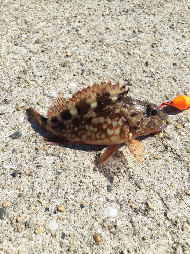 カサゴの釣果