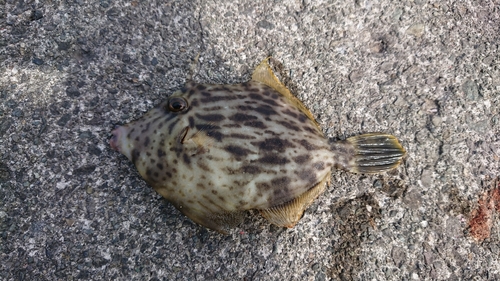 カワハギの釣果