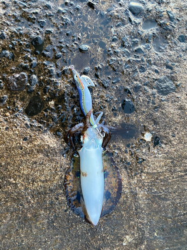 アオリイカの釣果