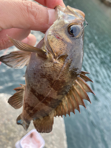 メジナの釣果