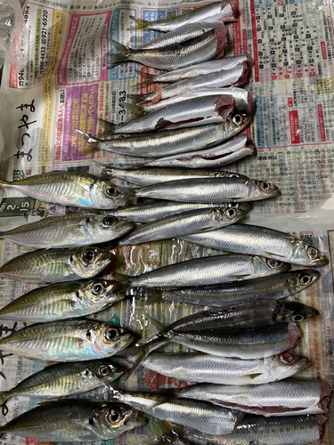 イワシの釣果