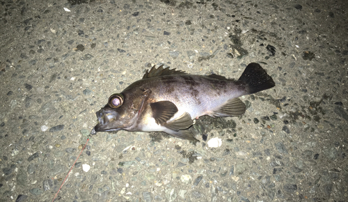 メバルの釣果