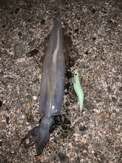 ヤリイカの釣果