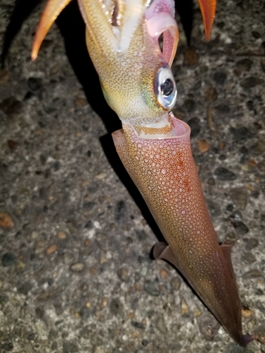 ヤリイカの釣果