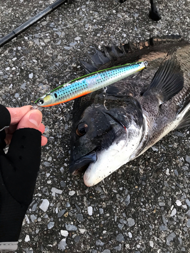 クロダイの釣果