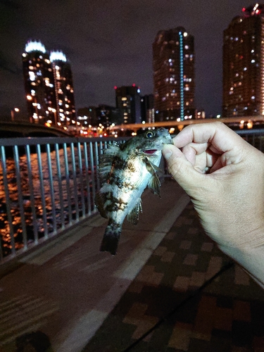 シロメバルの釣果