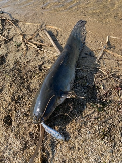 ニホンナマズの釣果