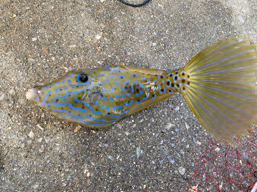 ソウシハギの釣果