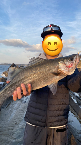 スズキの釣果