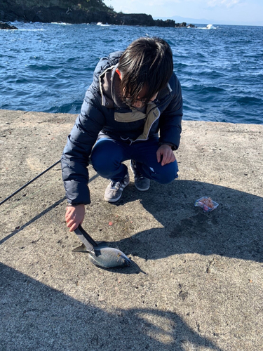 メジナの釣果