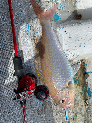 釣果