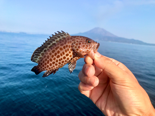 オオモンハタの釣果