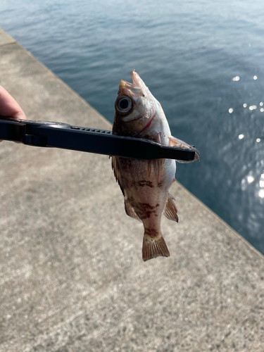 メバルの釣果