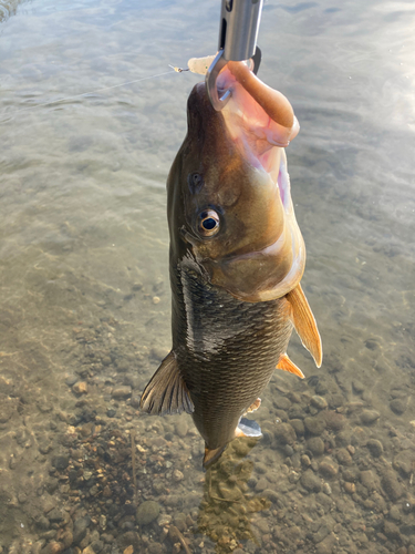 ニゴイの釣果