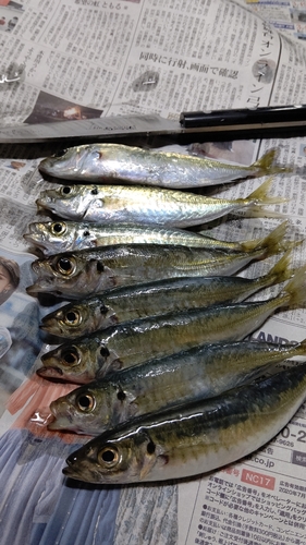 アジの釣果