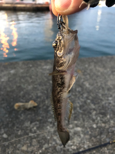 マハゼの釣果