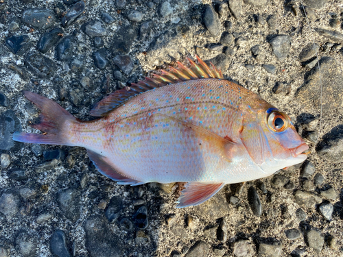 マダイの釣果