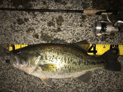 ブラックバスの釣果