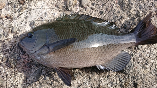 メジナの釣果