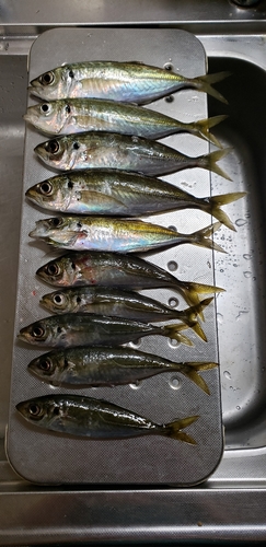 アジの釣果