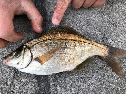 タナゴの釣果