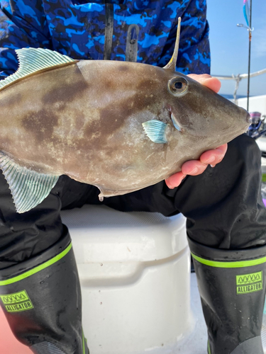 ウマヅラハギの釣果