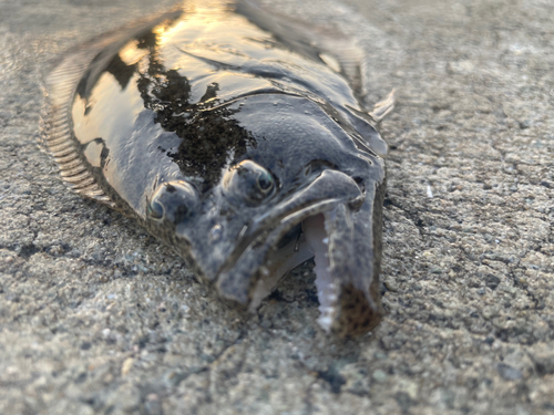 ヒラメの釣果