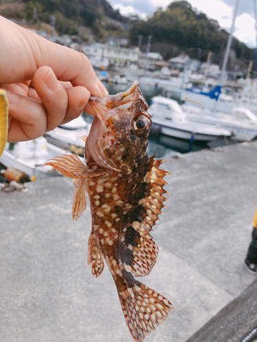 カサゴの釣果