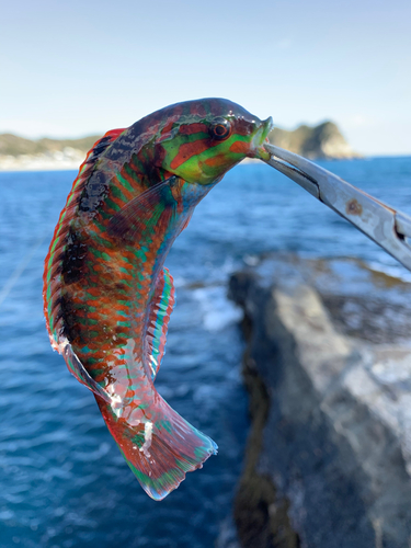 ニシキベラの釣果