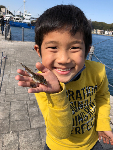 メゴチの釣果