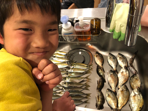 アジの釣果