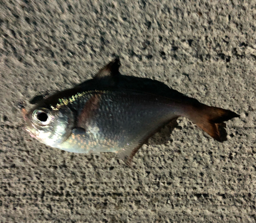 ミナミハタンポの釣果