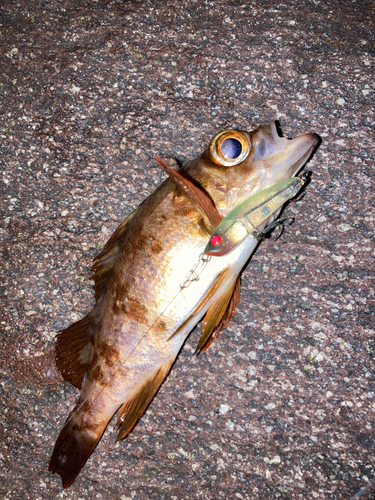 メバルの釣果