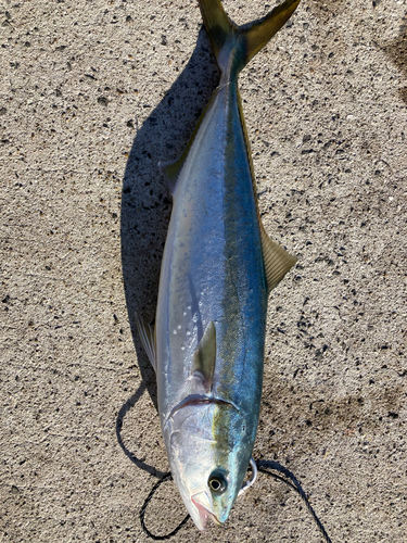 メジロの釣果