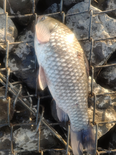 ヘラブナの釣果