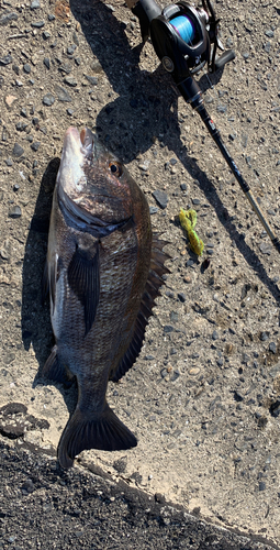 チヌの釣果