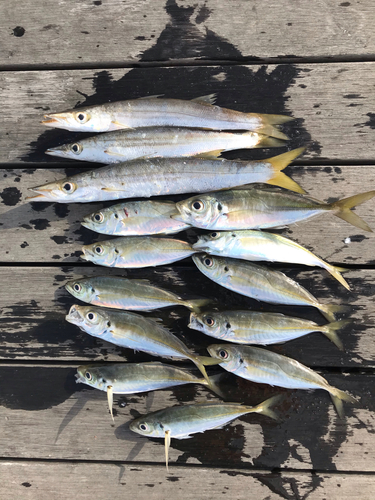 カマスの釣果