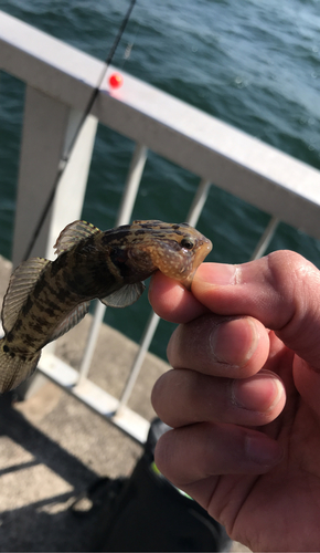 ハゼの釣果