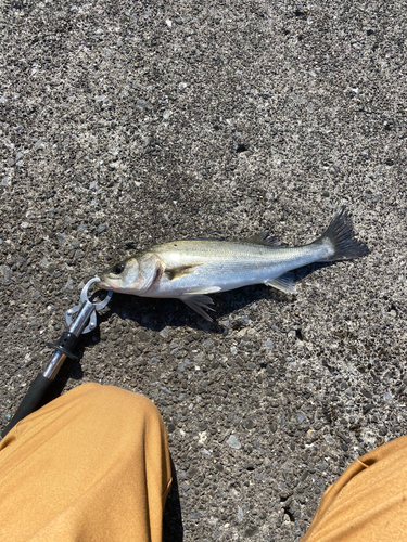 スズキの釣果