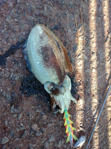 コウイカの釣果