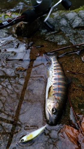 アマゴの釣果