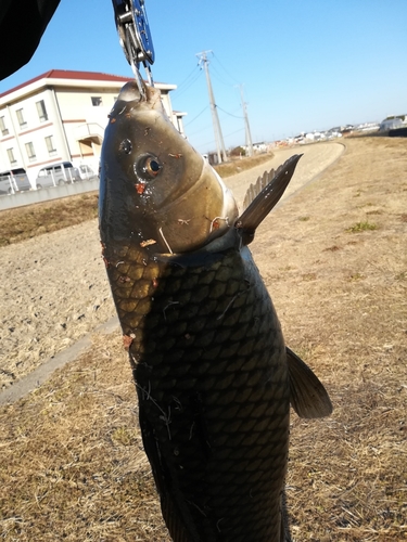 コイの釣果