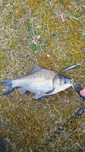 ヘラブナの釣果