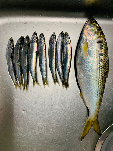 コノシロの釣果