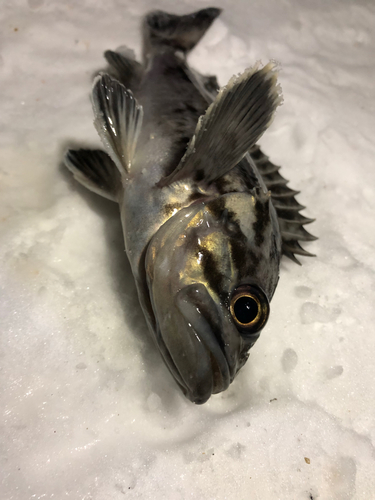 クロソイの釣果