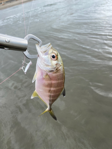 ギンガメアジの釣果