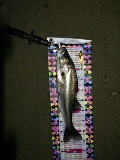 セイゴ（マルスズキ）の釣果